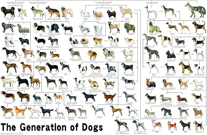 1000ピース ジグソーパズル めざせ パズルの達人 犬の系統図 50x75cm おもちゃ おもちゃ Amazon