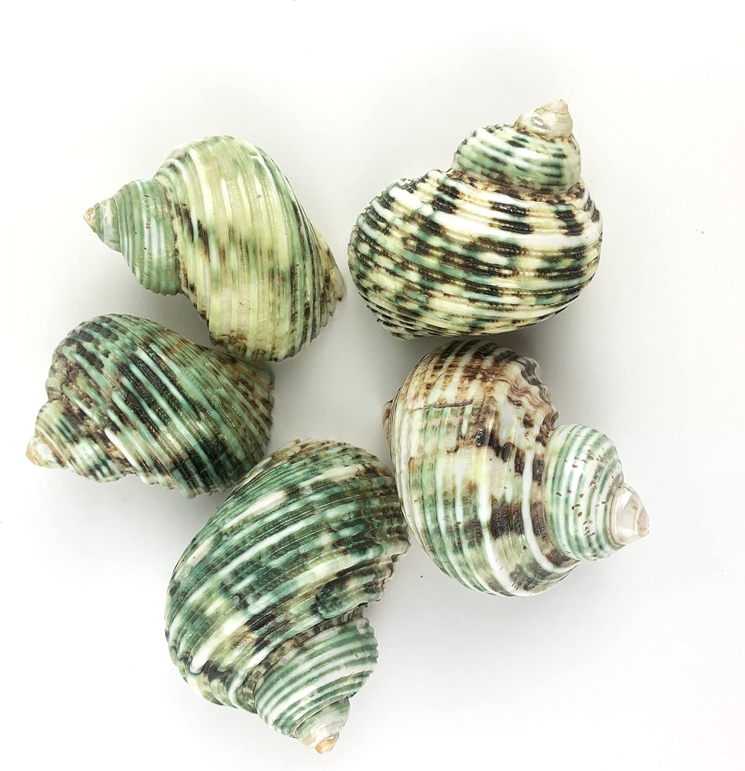 ユーフォルビア オベサ 多頭 綴化 カキコ 上*司様 ユーフォルビア