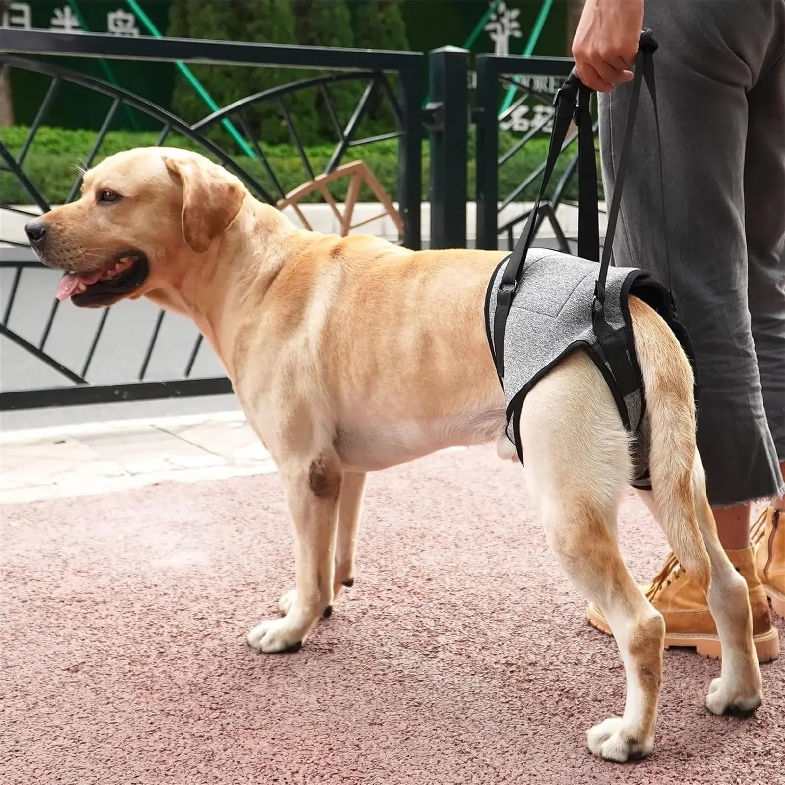 Hunde-Beingurt für Behinderungen, hilft beim Spazierengehen, Hilfsgurt, Erholung, postoperative Rehabilitation, Hundezubehör (M)