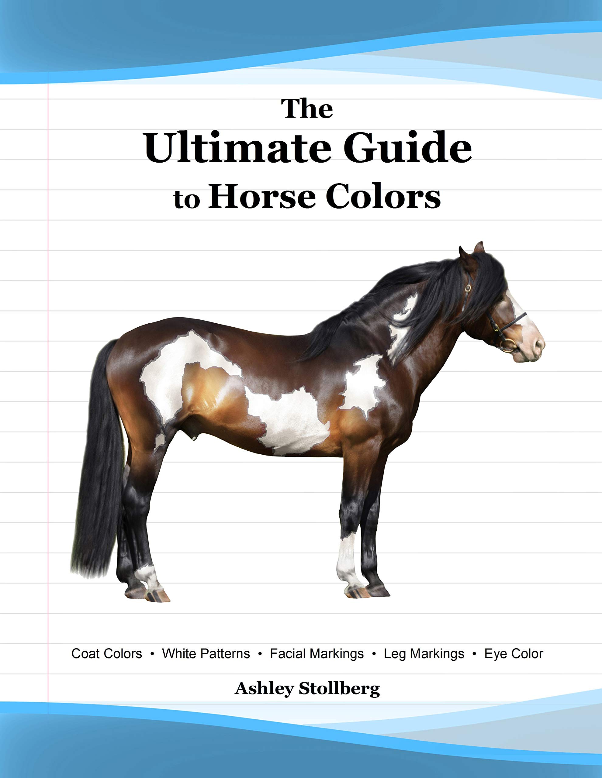 The Ultimate Guide to Horse Colors