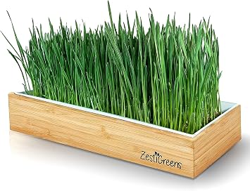 Wheatgrass Growing Kit - Self-Watering Reusable Tray & USA Seeds