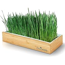 Organic Wheatgrass Growing Kit, Self Watering, with Soilless Grow Mats. The Easy Way to Grow & Juice Healthy Wheat Grass & Make Cat Grass. Bamboo Surround & Black Out Lid. Organic Wheatgrass Kit