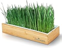 Organic Wheatgrass Growing Kit, Self Watering, with Soilless Grow Mats. The Easy Way to Grow & Juice Healthy Wheat Grass & Make Cat Grass. Bamboo Surround & Black Out Lid. (Organic Wheatgrass Kit)