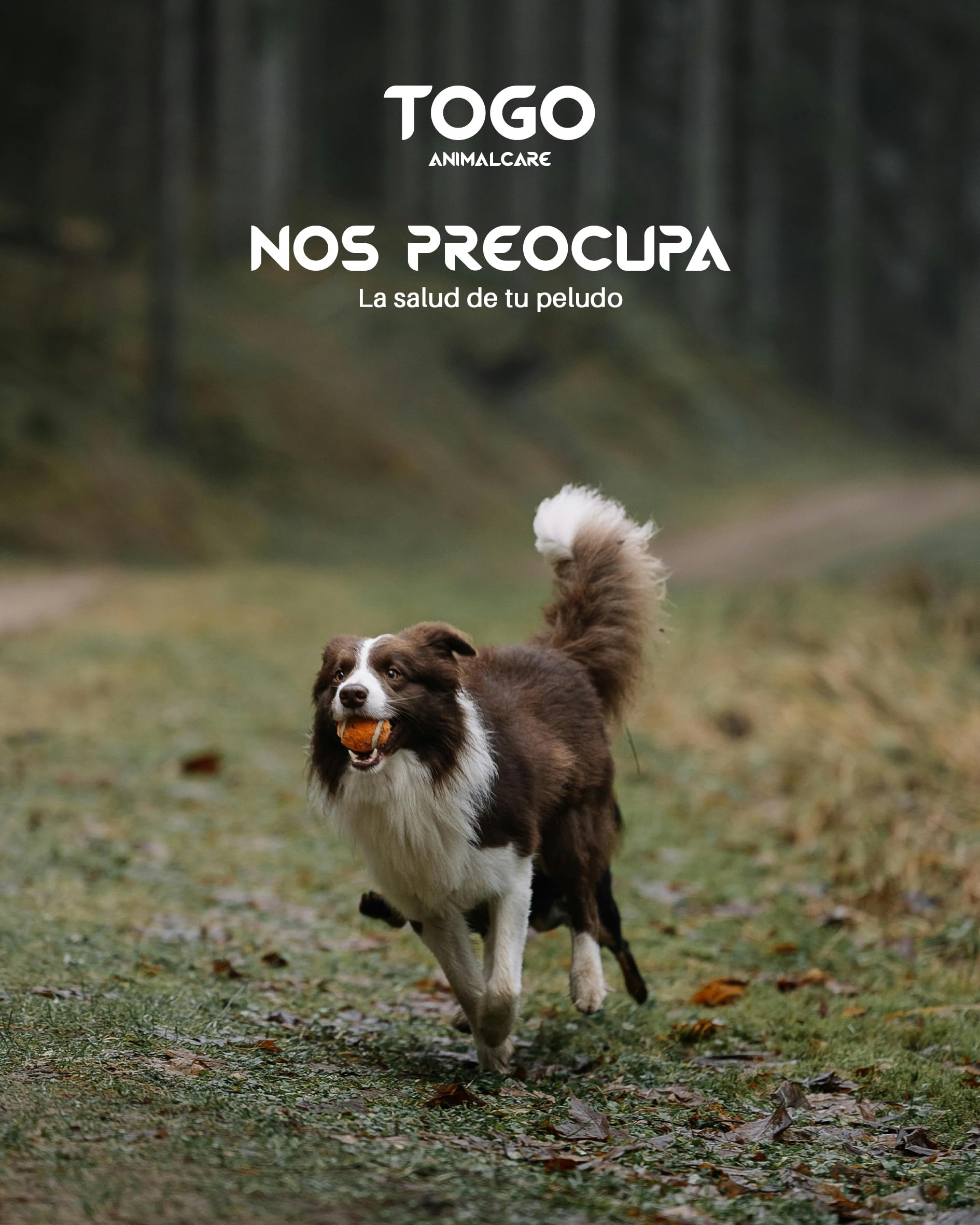 Pienso Premium Togo para Perros Jovenes y Adultos con Salmón Fresco 65% – Sin Gluten, Omega 3 y 6
