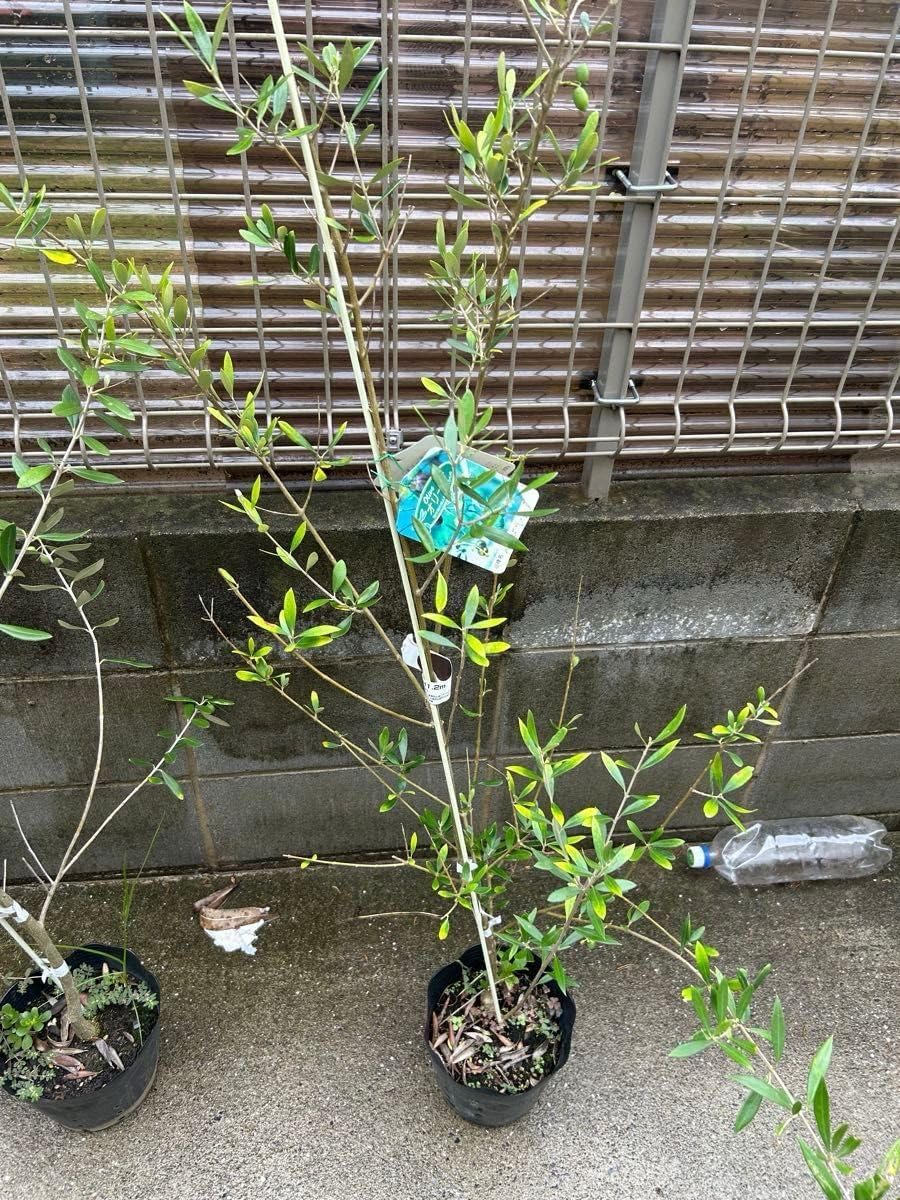 リドレイドワーフ【RD-0006】オリジナル流木 ビカクシダ ビカクシダ