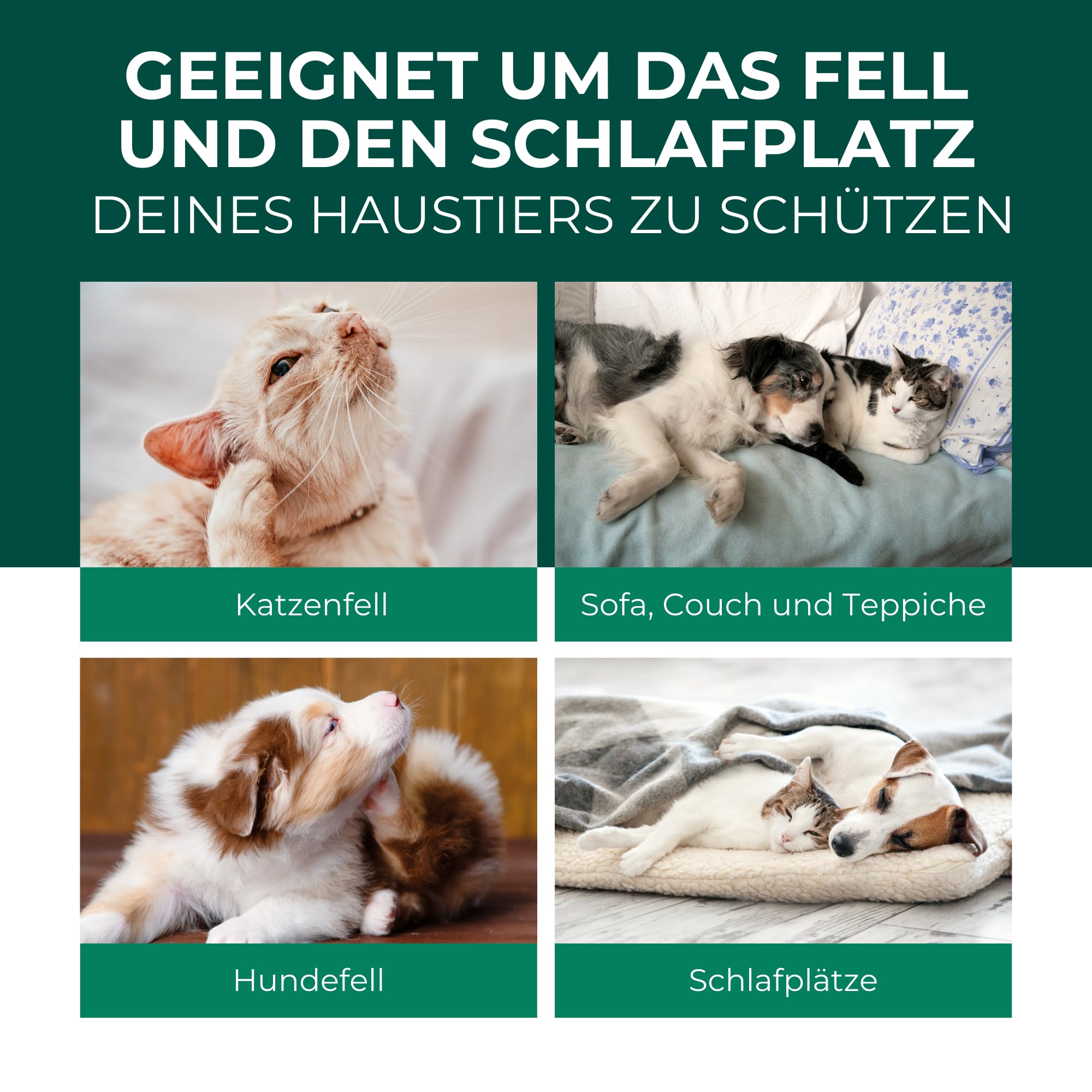 Silberkraft Flohmittel, Floh-Spray 2 L - Flohspray für Hund, Katze und andere Haustiere - Anwendung am Tier - ideales Anti-Floh-Mittel gegen Flöhe, Zecken, Parasiten, Ungeziefer…