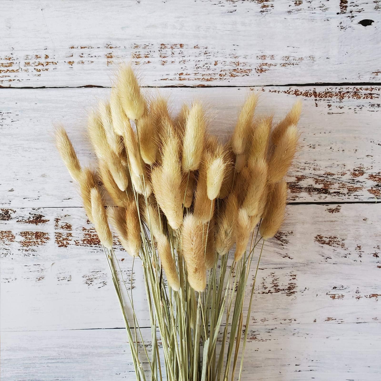 Beau Jour Natural Dried Lagurus ovatus 100 Pcs, Dried Pampas Grass Flower Arrangements Wedding Home Decor (Natural)