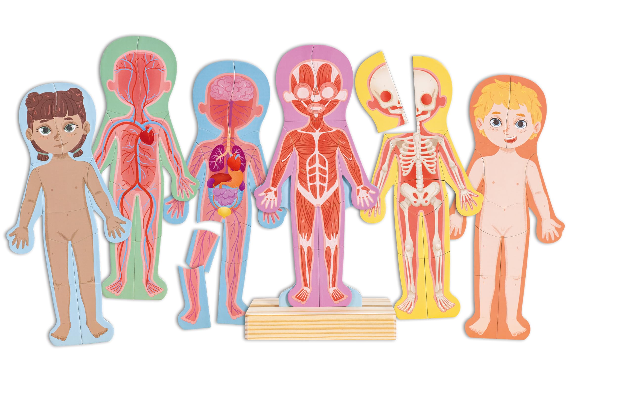 Hape Puzzle Magnetico Del Corpo Umano – Set di Puzzle Tematici per Bambini, Gioco di Logica e Sviluppo delle Abilità Motorie