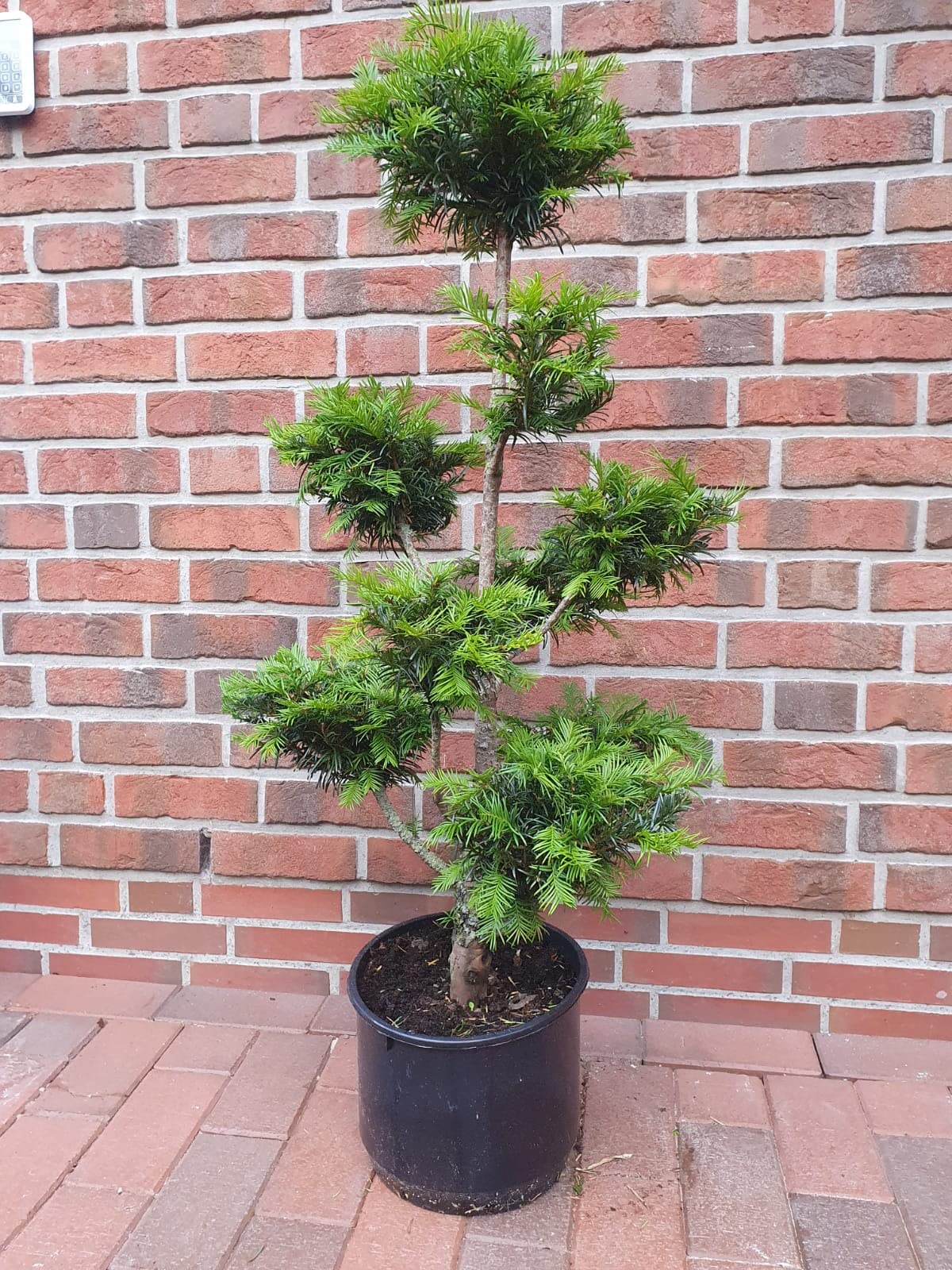 Eibe, Taxus media Hillii - Gartenbonsai, Hhe: 110-120 cm + Dnger :  Amazon.de: Garten