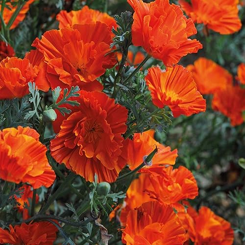 Outsidepride 100 semillas anuales Eschscholzia California Poppy Copper Swirl Garden Flower Seeds