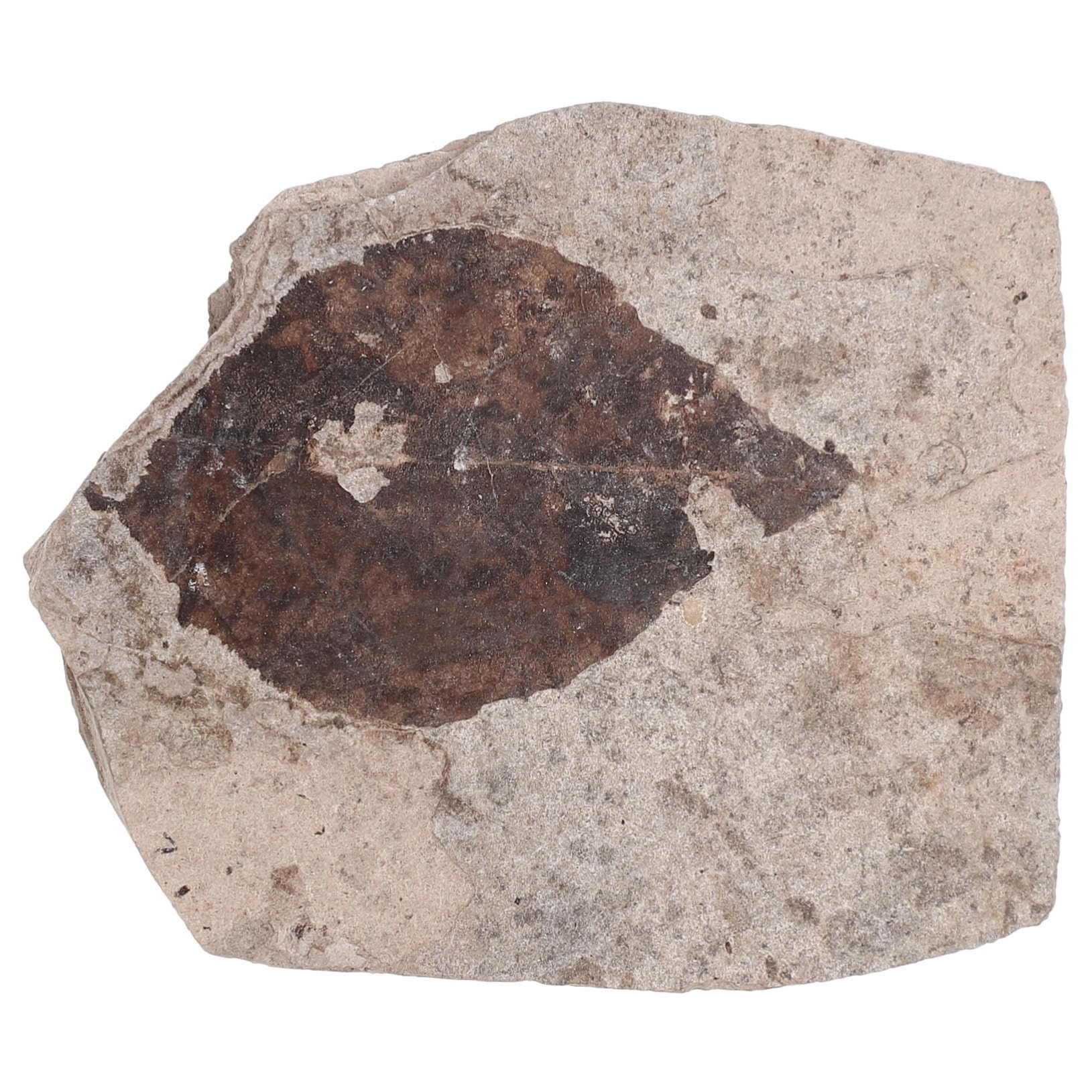 ERINGOGO Plant Fossilized Plant Leaf Ginkgo Leaf Specimen Decor Plants Paleontology Collection Adornment Education Real