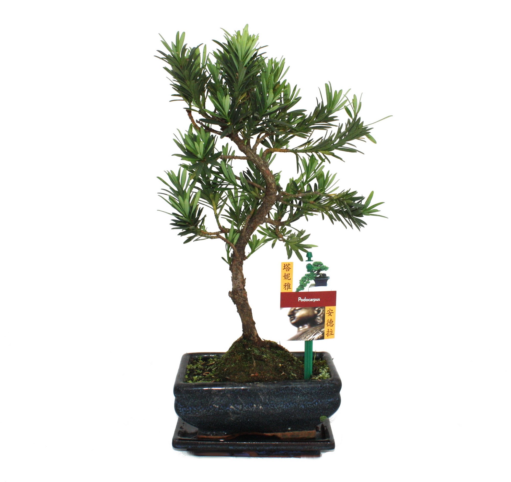 exotenherz - Bonsaï Pierre if - Podocarpus macrophyllus - 6ans
