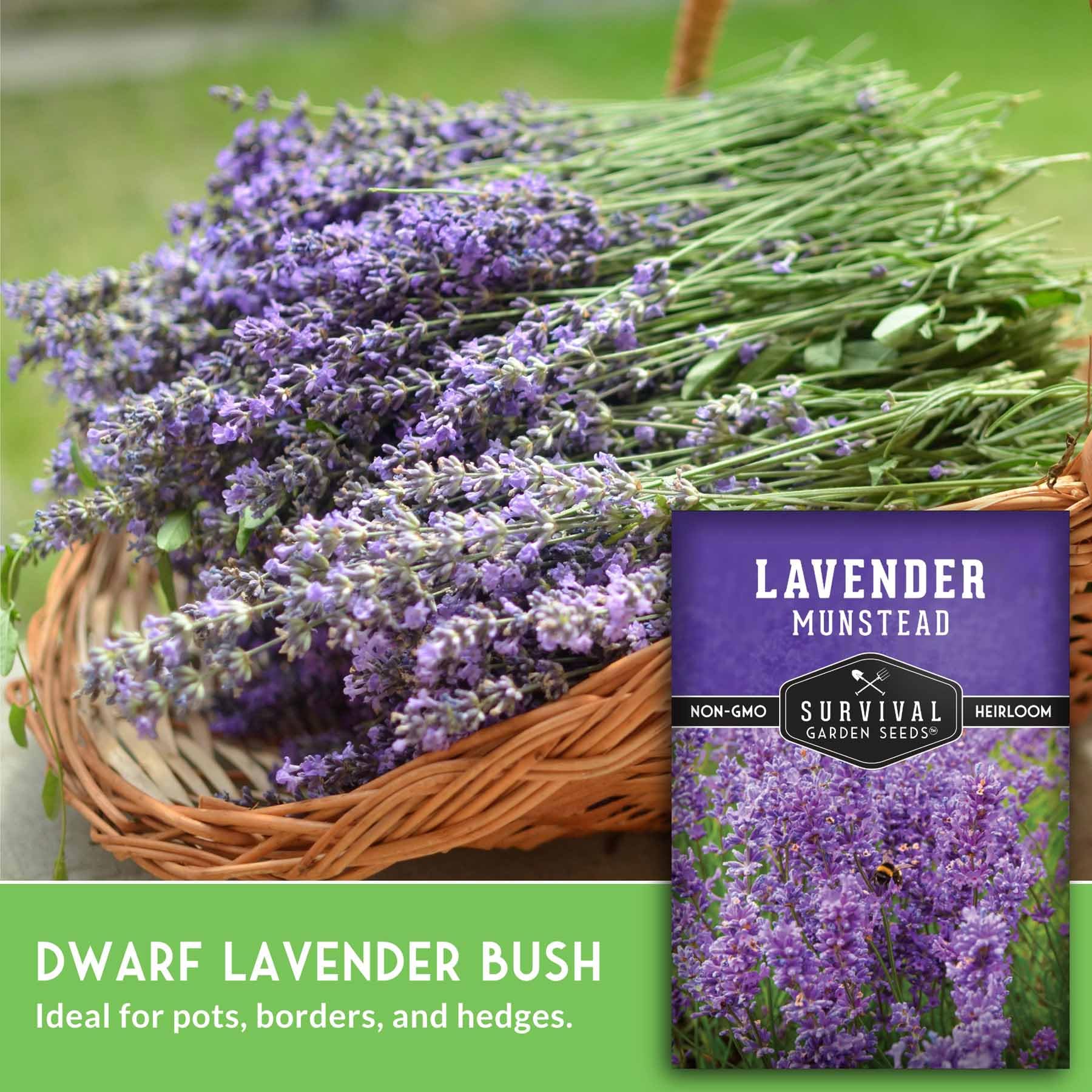 Amazon.com : Munstead English Lavender Seeds for Planting  Compact Dwarf  Hardy Perennial Herb for Indoor or Outdoor Gardens, Culinary & Fragrant  Pollinator Flower - Survival Garden Seeds (1 Pack) : Patio, Lawn & Garden