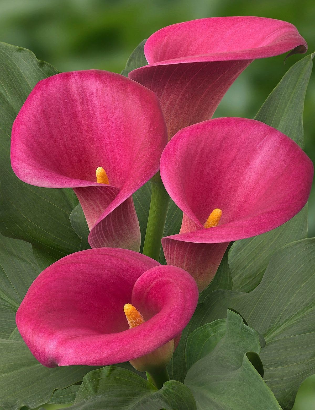Premium Imported Calla Lily Flower Bulbs – Fast Blooming & Vibrant Colors For Home and Garden Pack of 2 Bulbs (PINK)-image-39