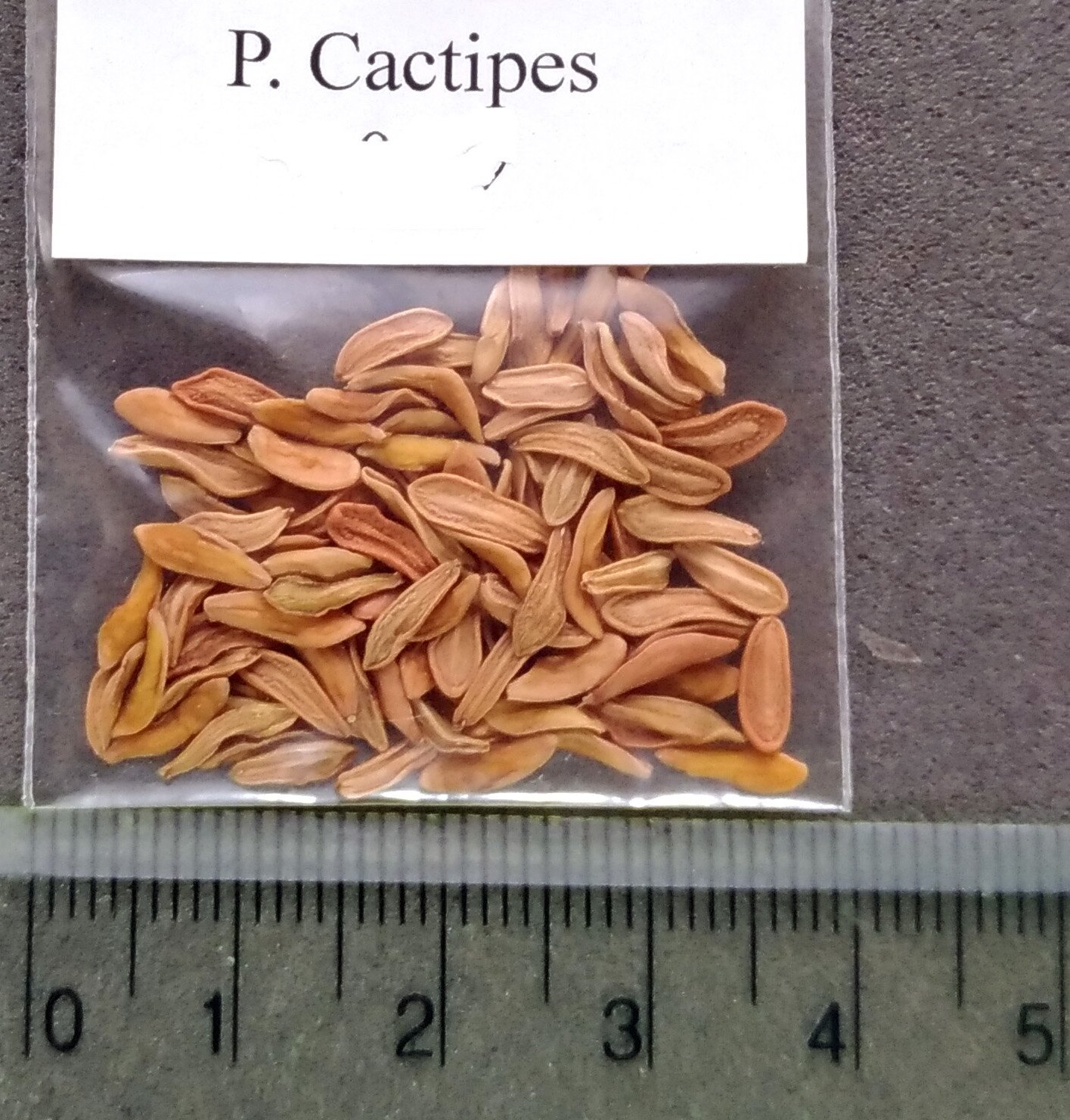Amazon.co.jp: 【多肉植物／塊根植物】Pachypodium Cactipes