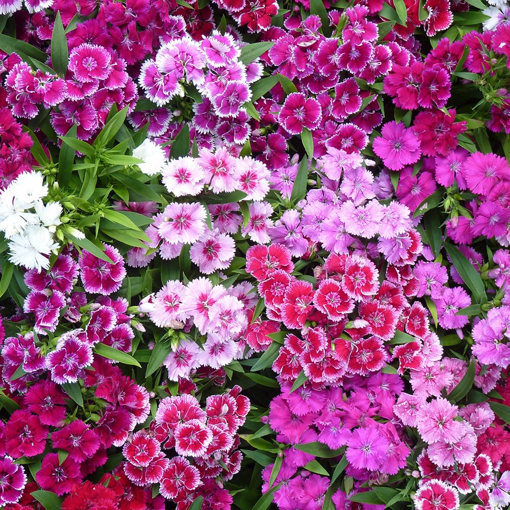 Sweet William Seeds โ Garofano Dei Poeti a Fiori Semplici Mix โ Vibrant Biennial Blooms, Easy to Grow, Summer Flowering