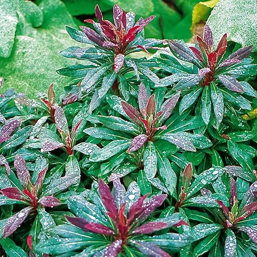 Euphorbia 'Purpurea'. Plug Plant x 3. Compact, Shade-Loving Evergreen Perennial