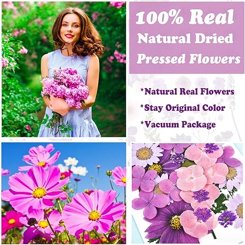 Miniatura 2 de 146 piezas de flores prensadas moradas para moldes de resina, surtido de flores secas naturales reales, hojas, calcomanías de mariposa para