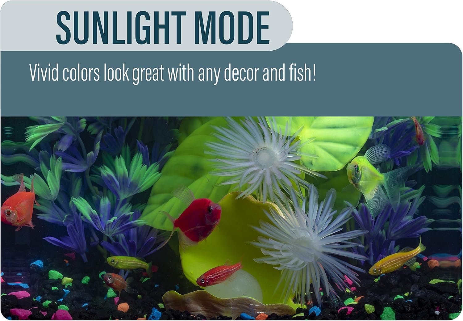 GloFish Betta Aquarium Kit 3 Gallons, Includes LED Lighting And Filter