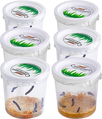 Miniatura 10 de 32 orugas vivas enviadas ahora: kit de repuesto de mariposa para kit de tamaño escolar con suministros adicionales de cría de larva y 32 tazas