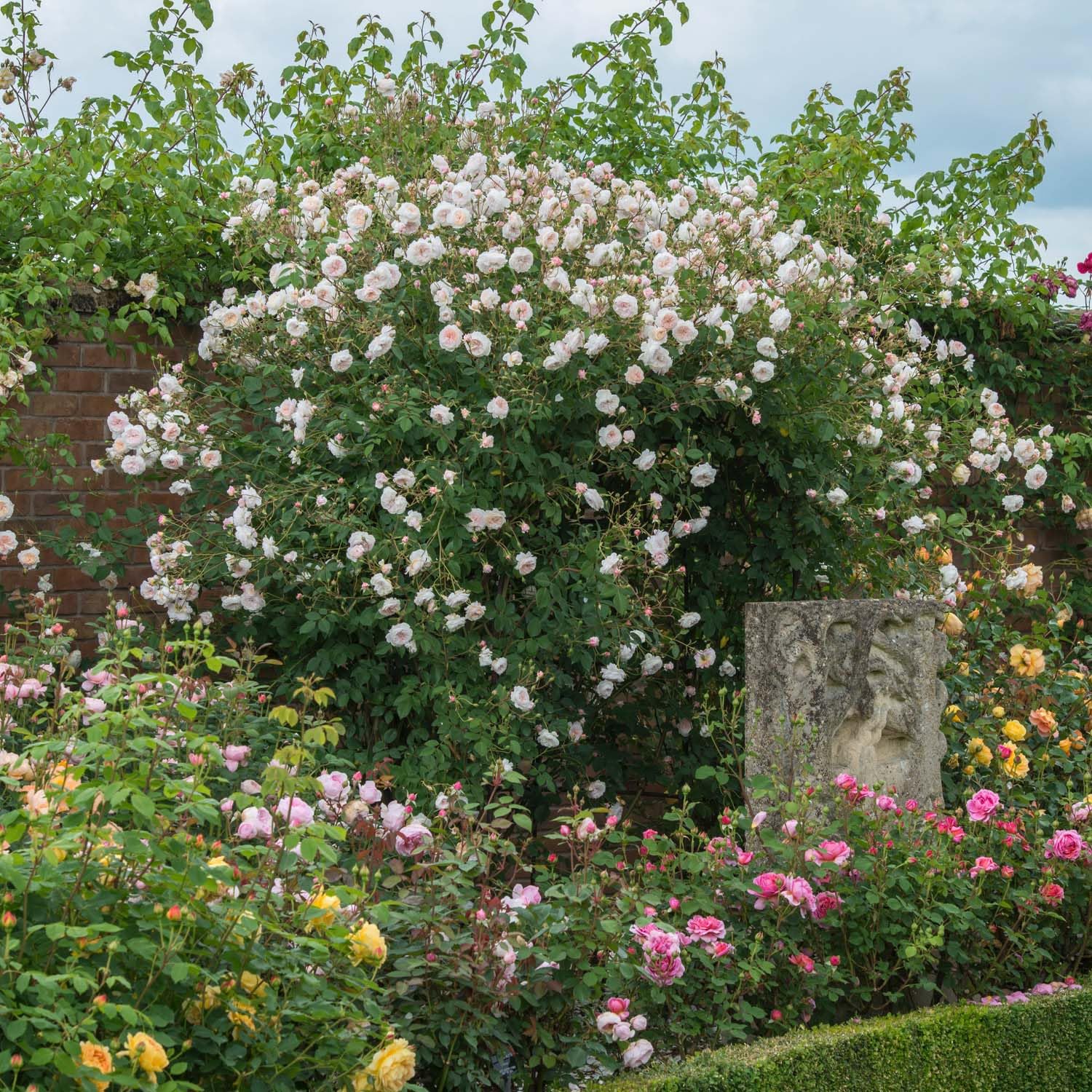 Ramblerrose 'The Albrighton Rambler' von David Austin, ausgezeichnete englische Markenrose, lange Blüte, pflegeleicht, robust und winterhart, Blütezeit Juni bis Oktober, 5 Liter Topf