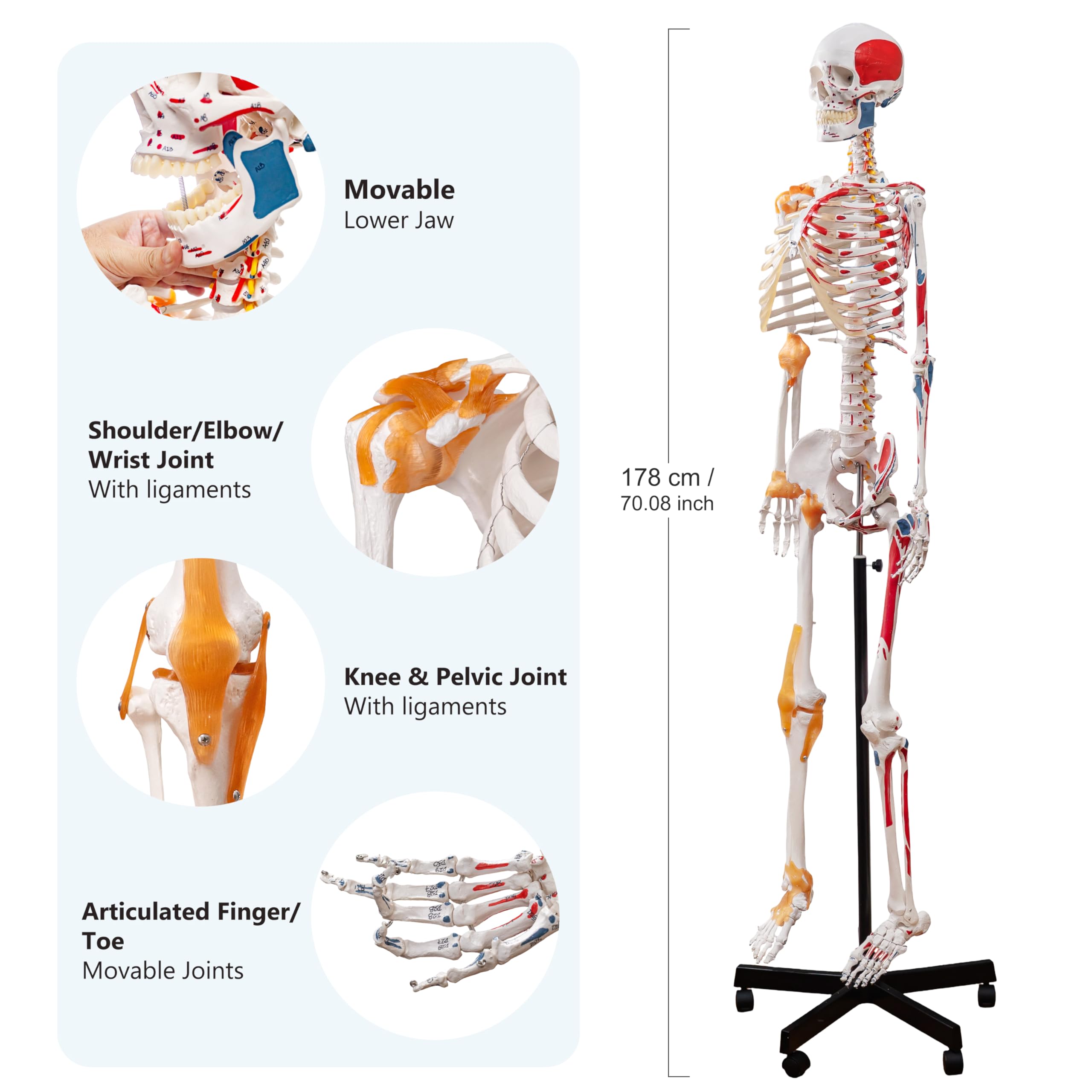 Menschliches Skelettmodell, Medizinische Anatomische Lebensgröße Skelett Replik mit Wirbelsäulennerven, Muskeleinfügung und Ursprungspunkte, Gelenkbänder, Enthält Rollstand, für Ärzte, Studenten