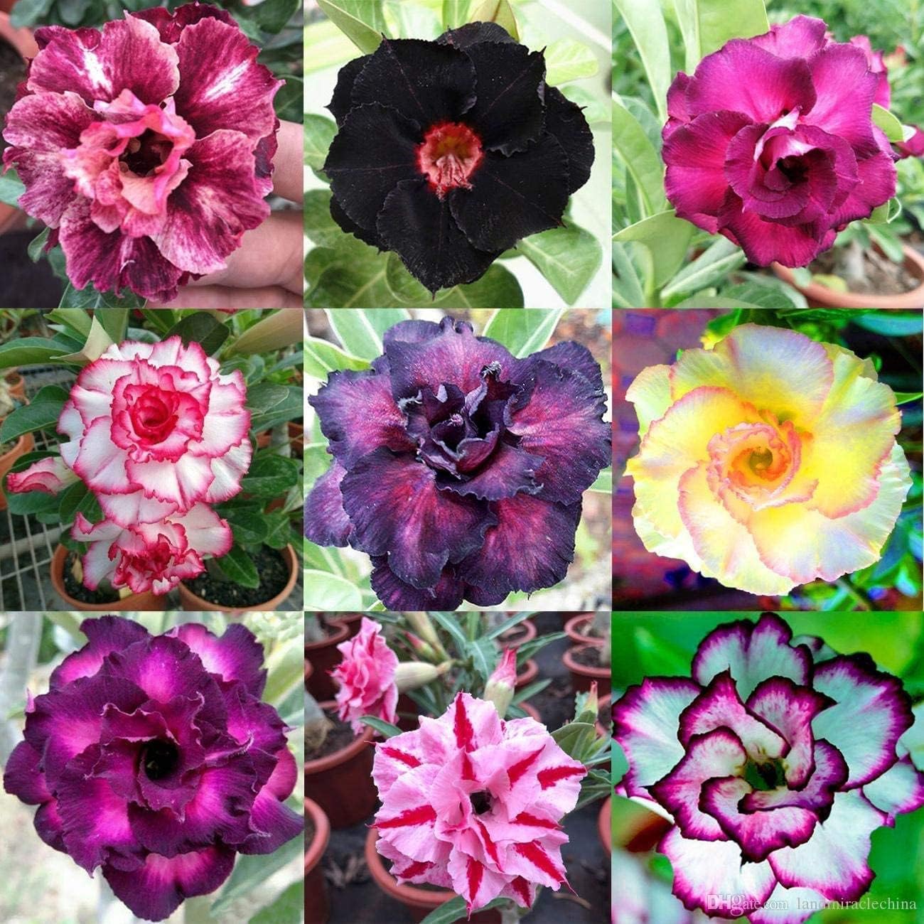 100 Mixed Color Desert Rose Seeds to Grow | 100 Seeds | Adenium Obesum Seeds to Grow.. Exotic Bonsai Plant