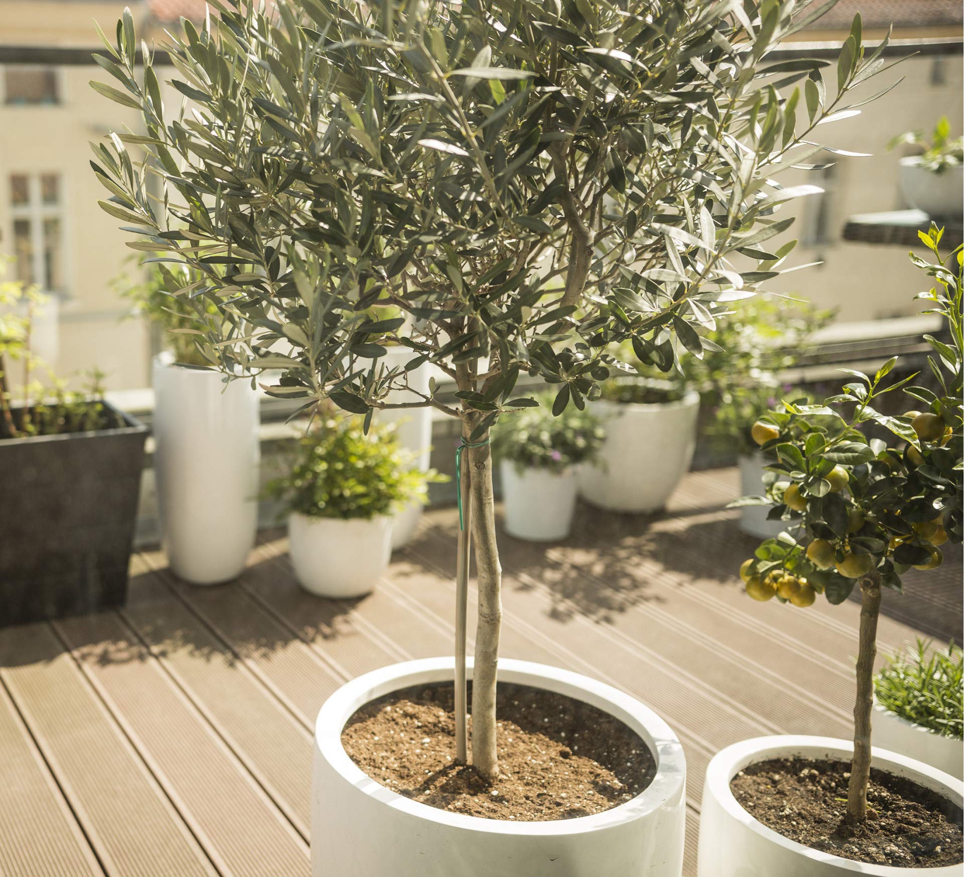 Bloomique - Lot de 2 - Olea Europaea - Olivier sur tige - Plantes de jardin - Résistant au gel - Engrais inclus - Hauteur 80-100 cm - Pot 19 cm