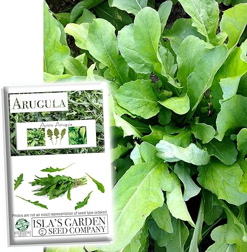 Astro Rúcula Semillas de lechuga para plantar, más de 1000 semillas de reliquia por paquete, semillas de jardín de Isla (semillas de jardín de