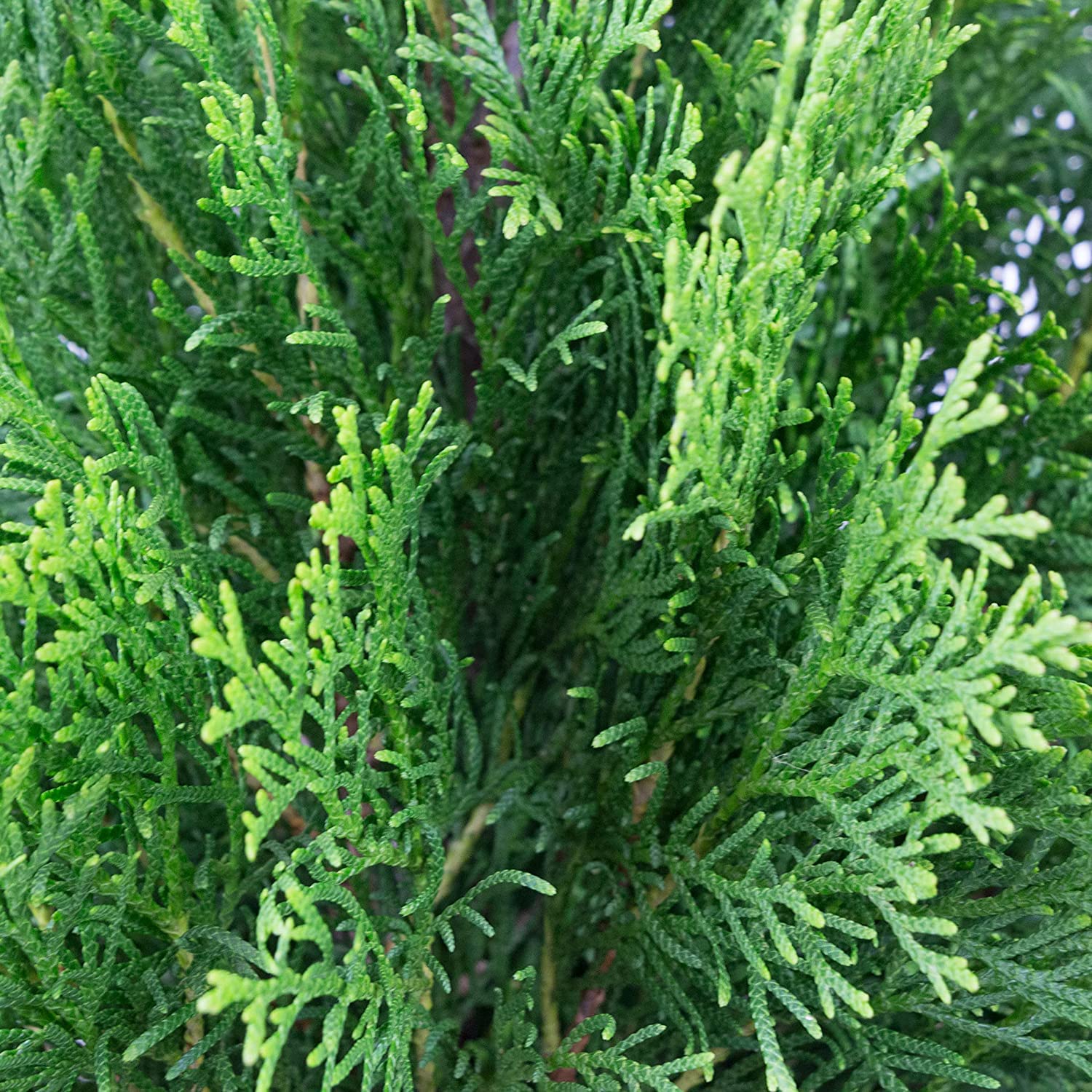 iglaco Thuja Smaragd immergrner Lebensbaum Heckenpflanze Zypresse. Groe  und gesunde Smlinge. (100, 80-90 cm) : Amazon.de: Garten