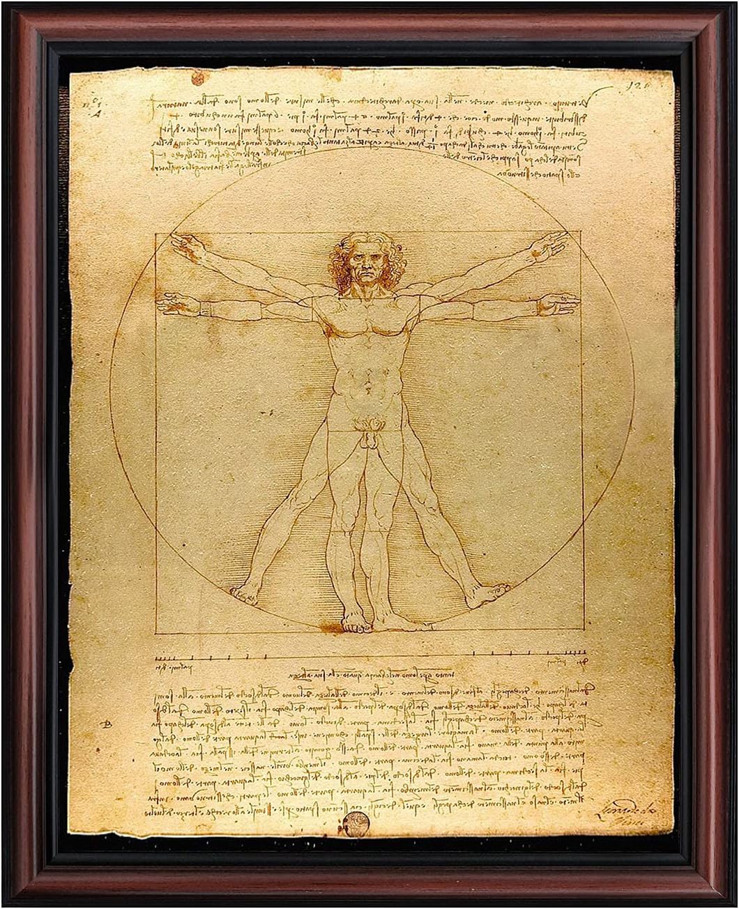 The Vitruvian Man Leonardo Da Vinci, World Famous Wall Art Collection, Fine Art Drawing, Framed Medical Posters for Your Medical Office Decor, Proportions of The Human Figure Drawing, 2453W
