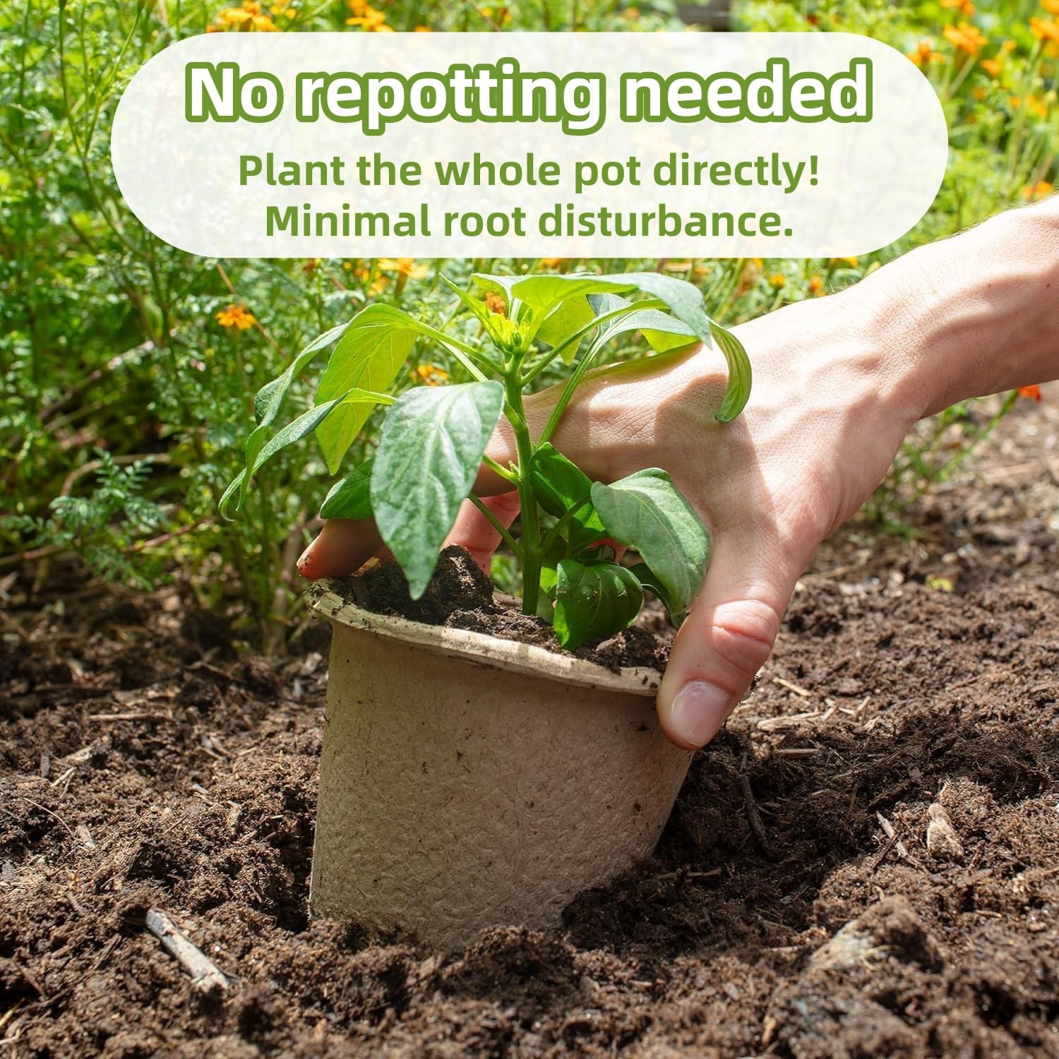 50 Piezas Grande Macetas Biodegradables, 11cm Semilleros de Germinacion, Redondas Macetas con Agujeros de Drenaje, con 1 Botella de Pulverización, para Plantasde de Semillero, Flores, Plantas