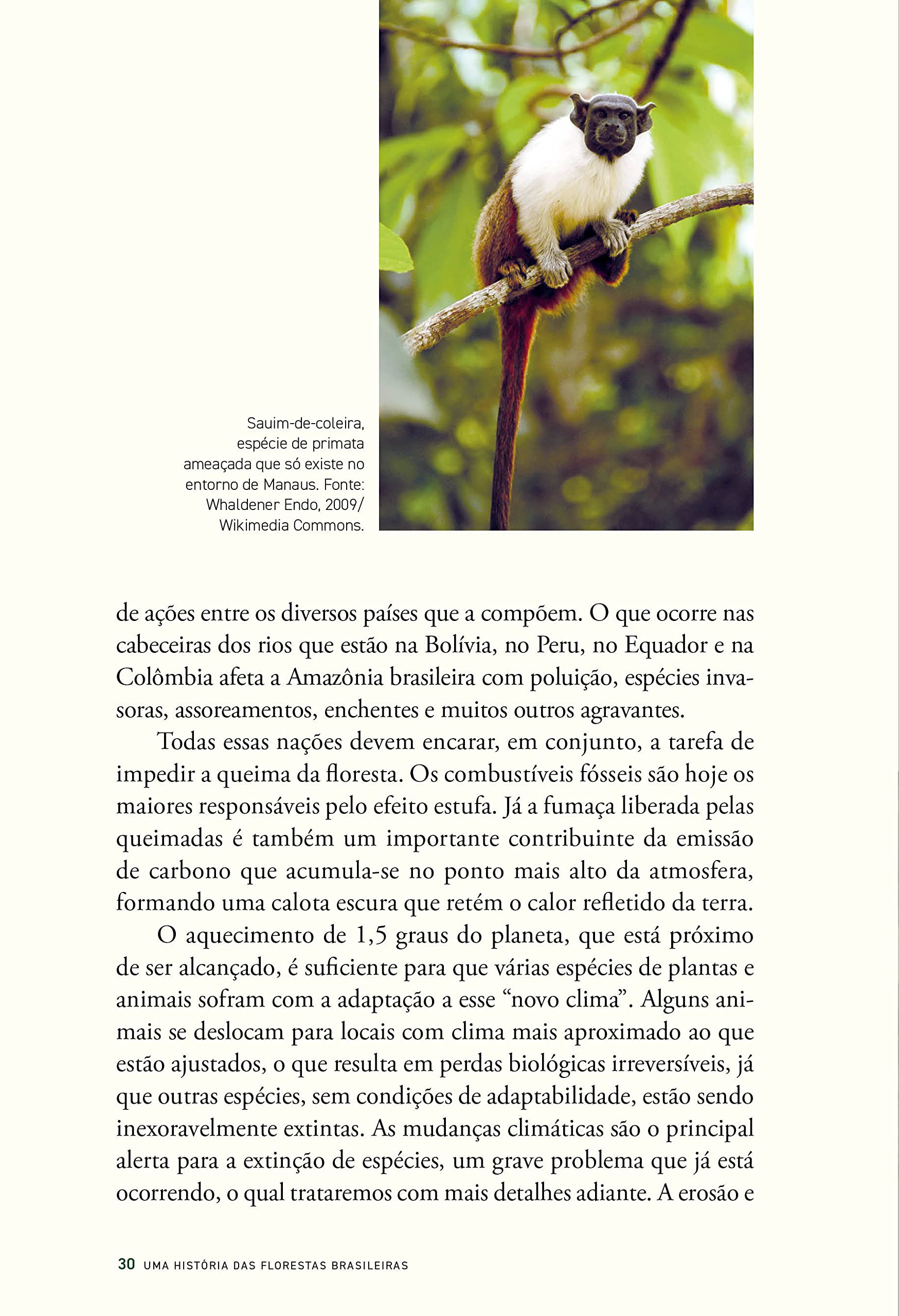 História das florestas brasileiras