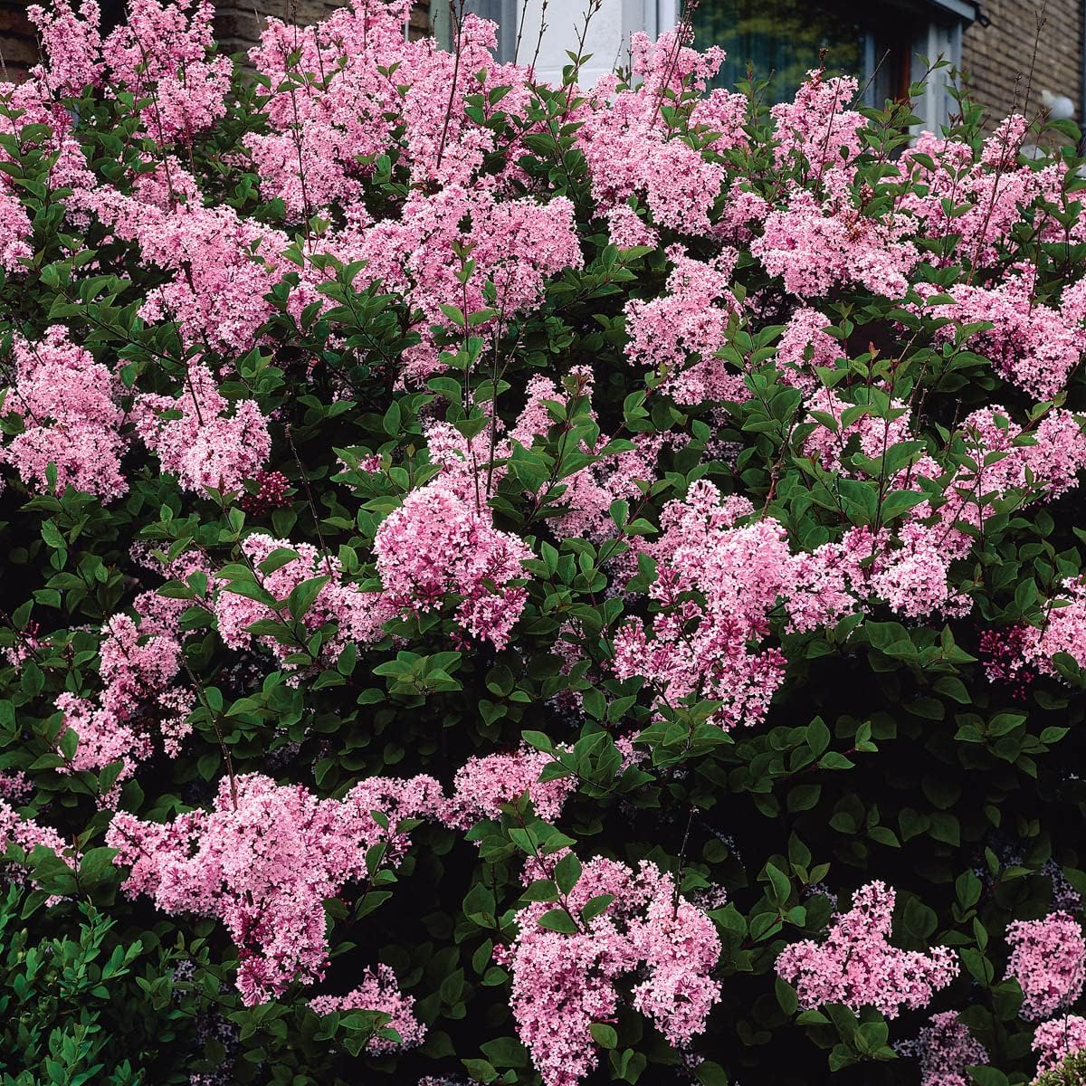 Josee Pink Flowering Reblooming Lilac Dormant Bare Root Flowering Starter Shrub (1-Pack)