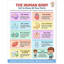JELLY BEAN GENIUS Human Body Poster Laminated Dry-Erase Anatomy Chart for Classroom & Homeschool | Science Educational Wall Poster 8.5x11