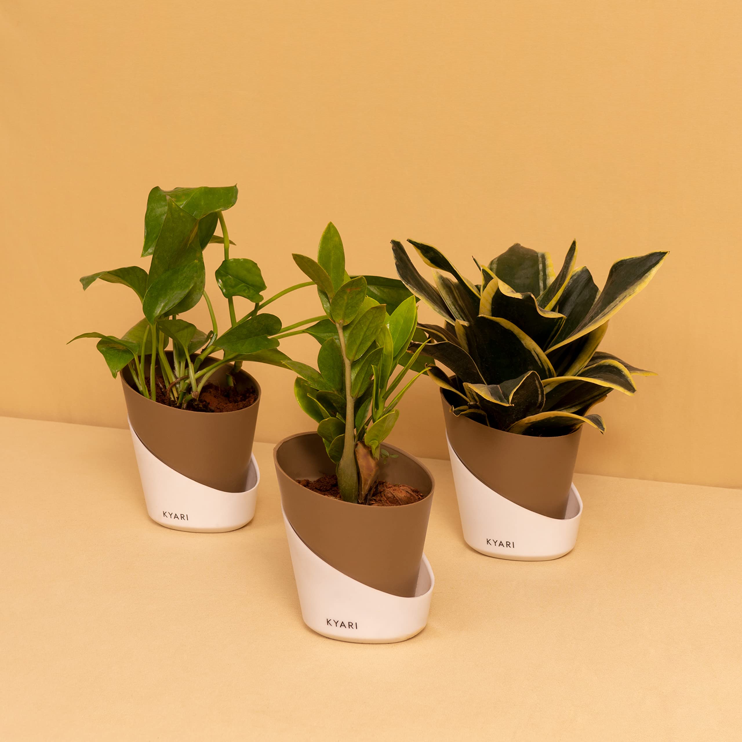 KYARI Combo of Money variegated, Sansevieria Golden Hahnii Snake, Zamia Green (ZZ) Combo of 3| Live Indoor Plant with Dusky Brown Elite Pot, Best for Living Room, Kitchen, Bedroom, & Office Table (B0BTT8Z37P) Amazon Price History, Amazon Price Tracker