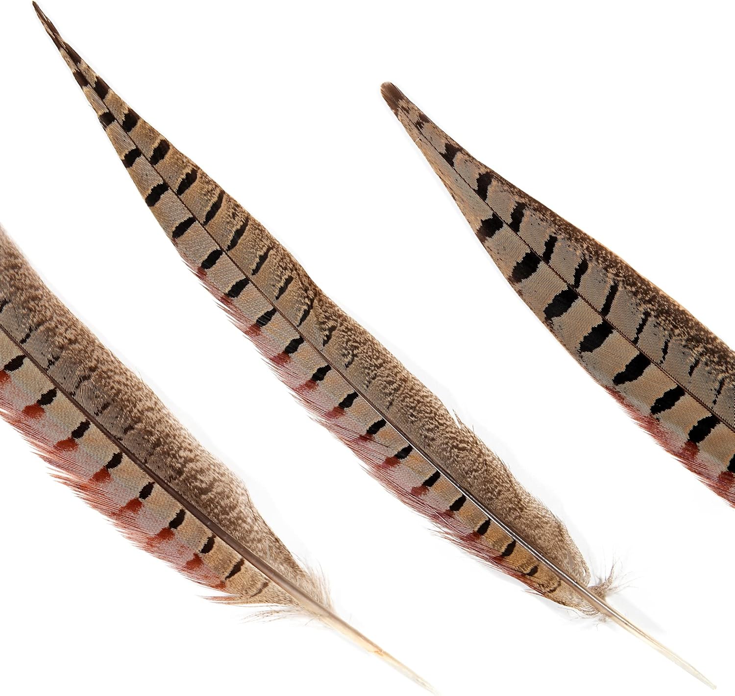 20pcs Male Pheasant Feather Natural Ringneck Tails Feathers 12-14inch 30-35cm for Crafts Home Wedding Party Performance DIY Decoration Pheasant Feather,Male Pheasant Feathers