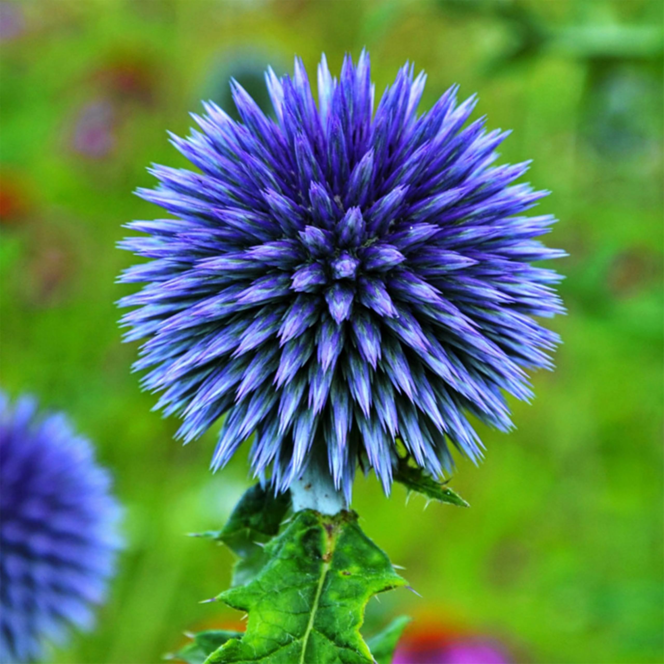 KVITER 25 Blue Globe Thistle Seeds (Echinops Ritro) – Southern Globe Thistle Heirloom Seeds – Ideal Organic Non-GMO Perennial Flower Seeds for Wildflower Meadows, Outdoor Garden, Borders & Flower Beds