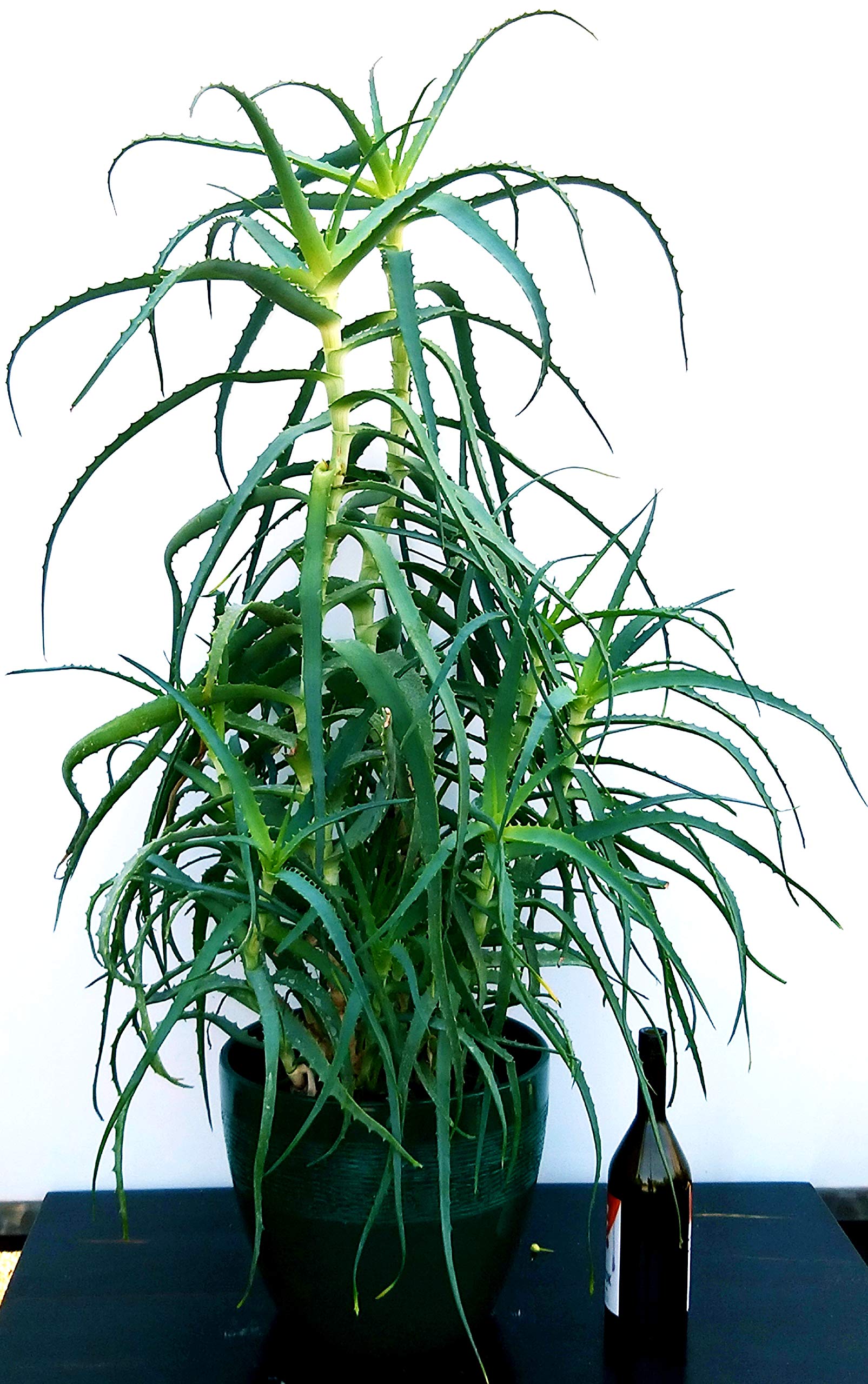 POWERS TO FLOWERS - ALOE ARBORESCENS, VASO 15CM, pianta vera - Powers