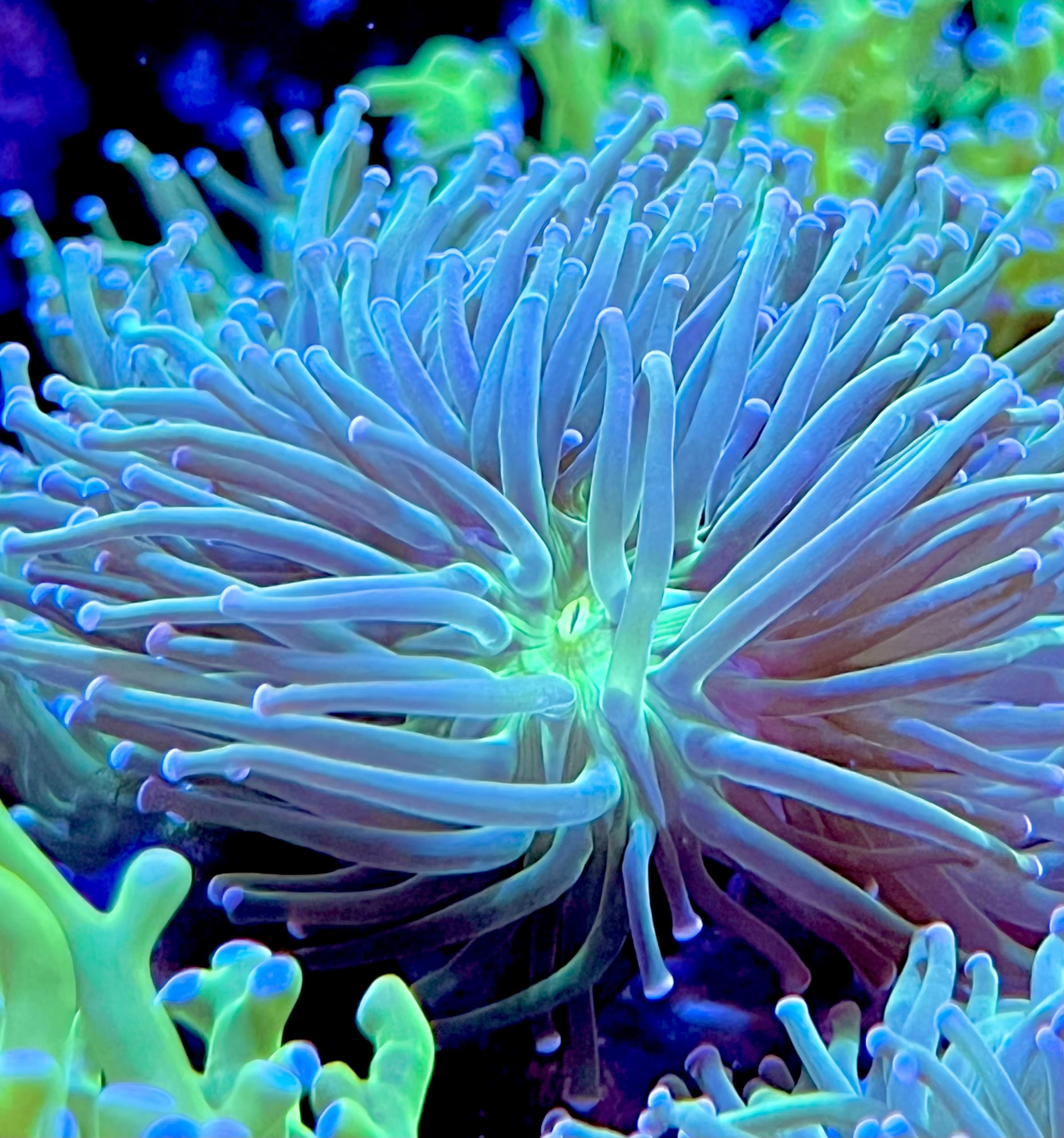 coralSLover Live Saltwater Coral Frag - Neon Green Torch with Pink Tips (Frag)