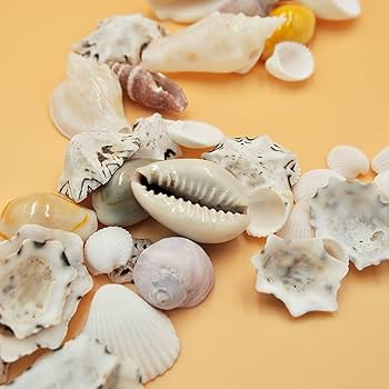 貝殻　まとめ売り　レア Amazon.co.jp: 【貝殻の問屋さん】貝殻セット ミックスシェル（約10
