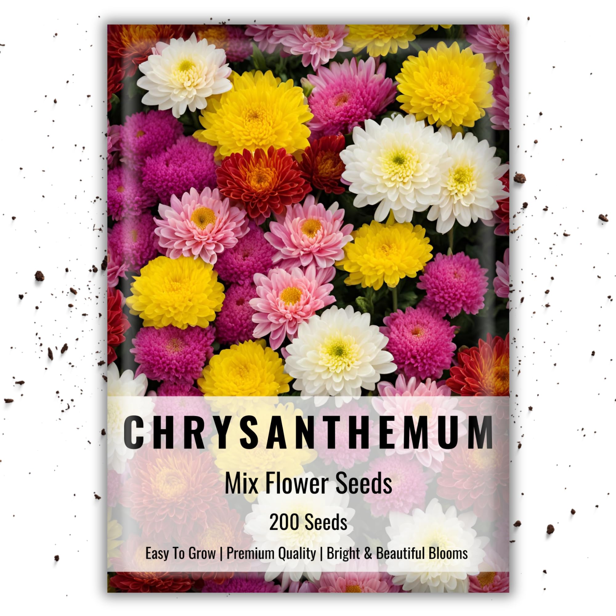 Chrysanthemum Flower Seeds For Planting & gardening | Chrysanthemum Flower Seeds | Pack of 200 Flower Seeds (Chrysanthemum Flower Seeds)