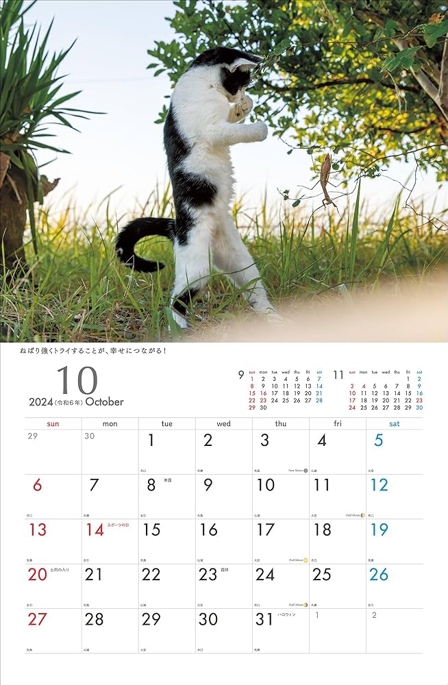 81LTphRYtRL._AC_UF1000,