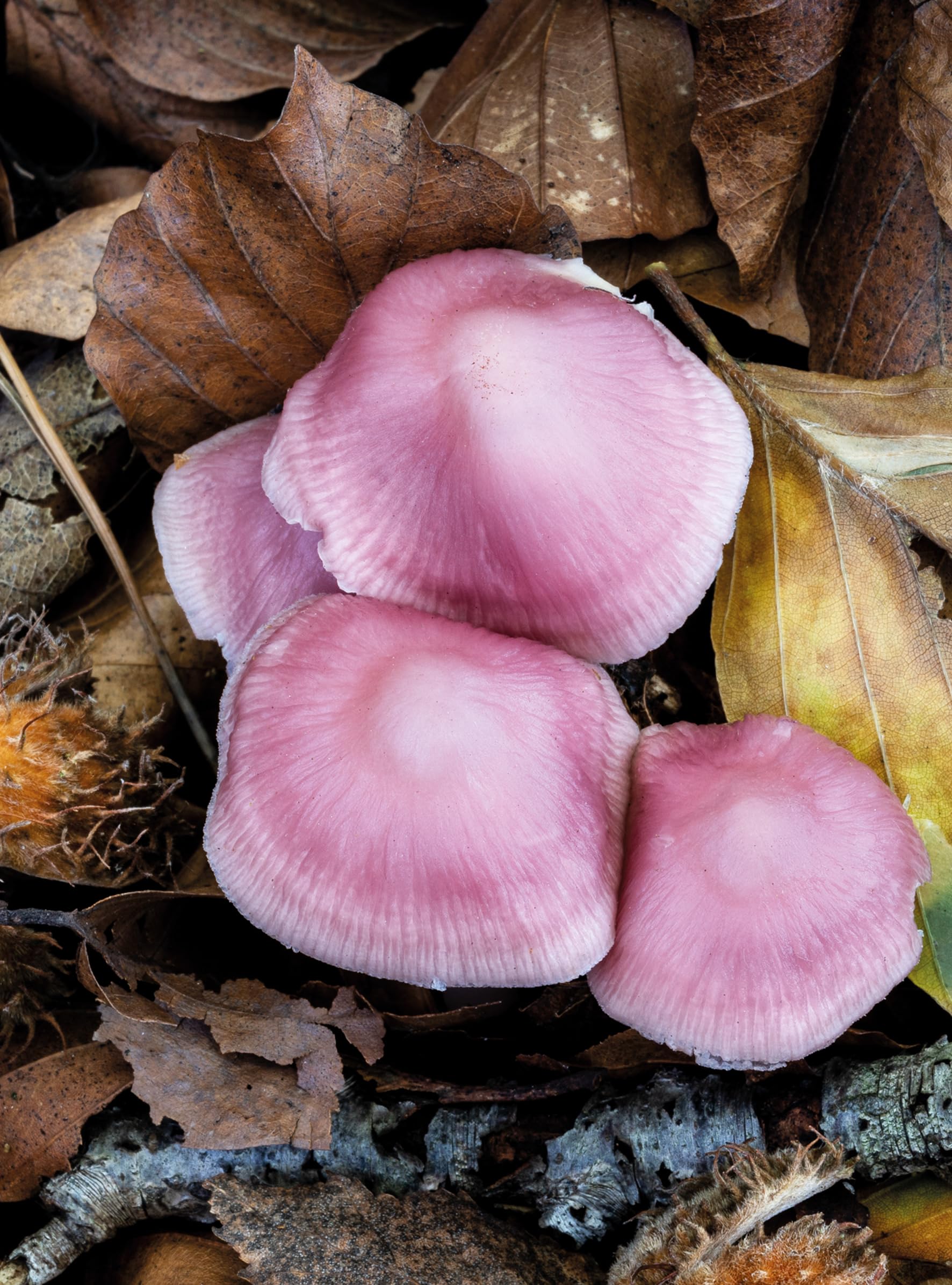 Wonderland: The Secret World of Mushrooms