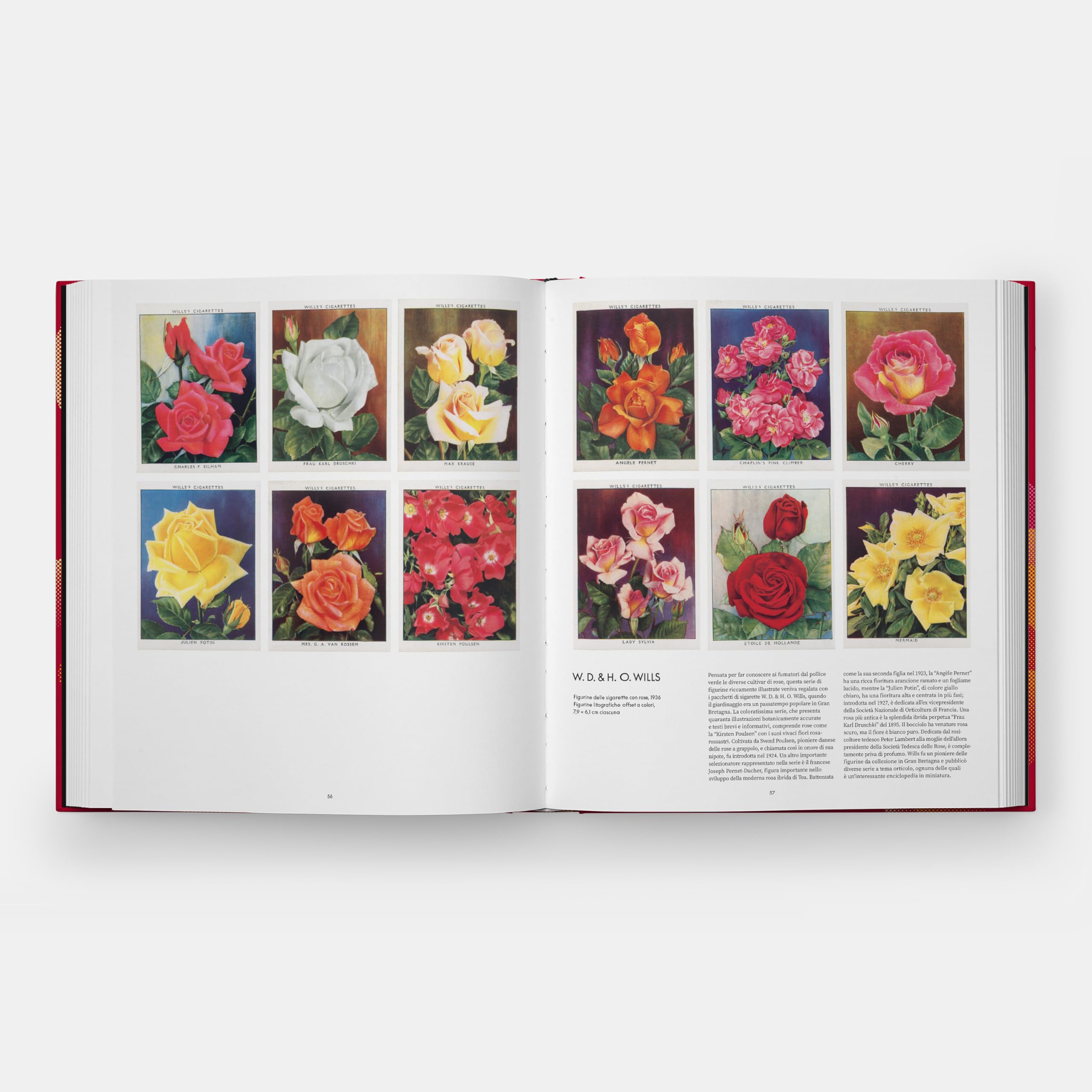 Il mondo delle rose