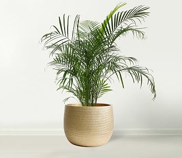 Olly & Rose Barcelona Ceramic Plant Pot - Flower Pots - Plant Pots Indoor & Outdoor Planters (Gold, 25cm)