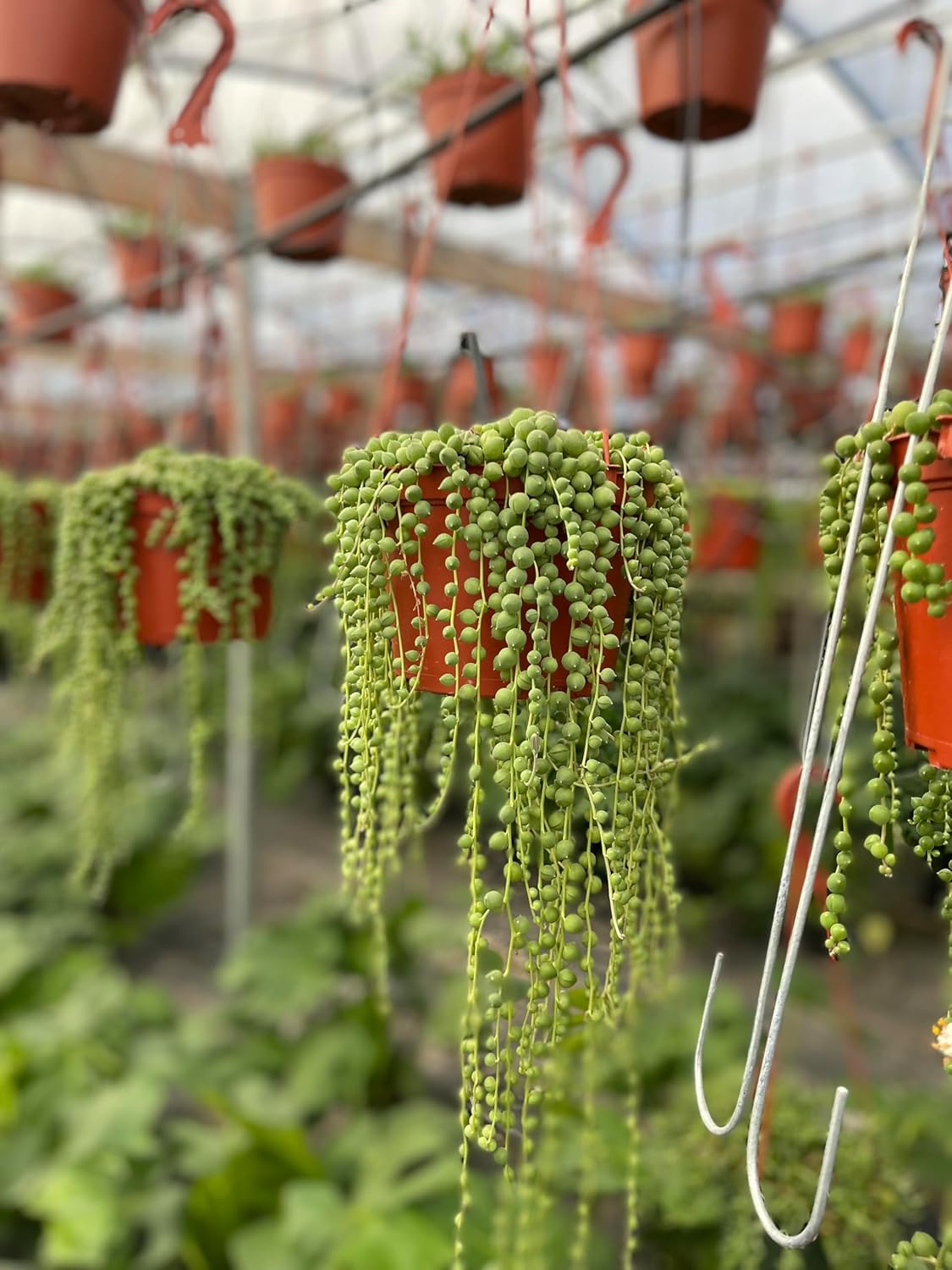 6 Inch String of Pearls Indoor Easy to Care for Plant Sculpture