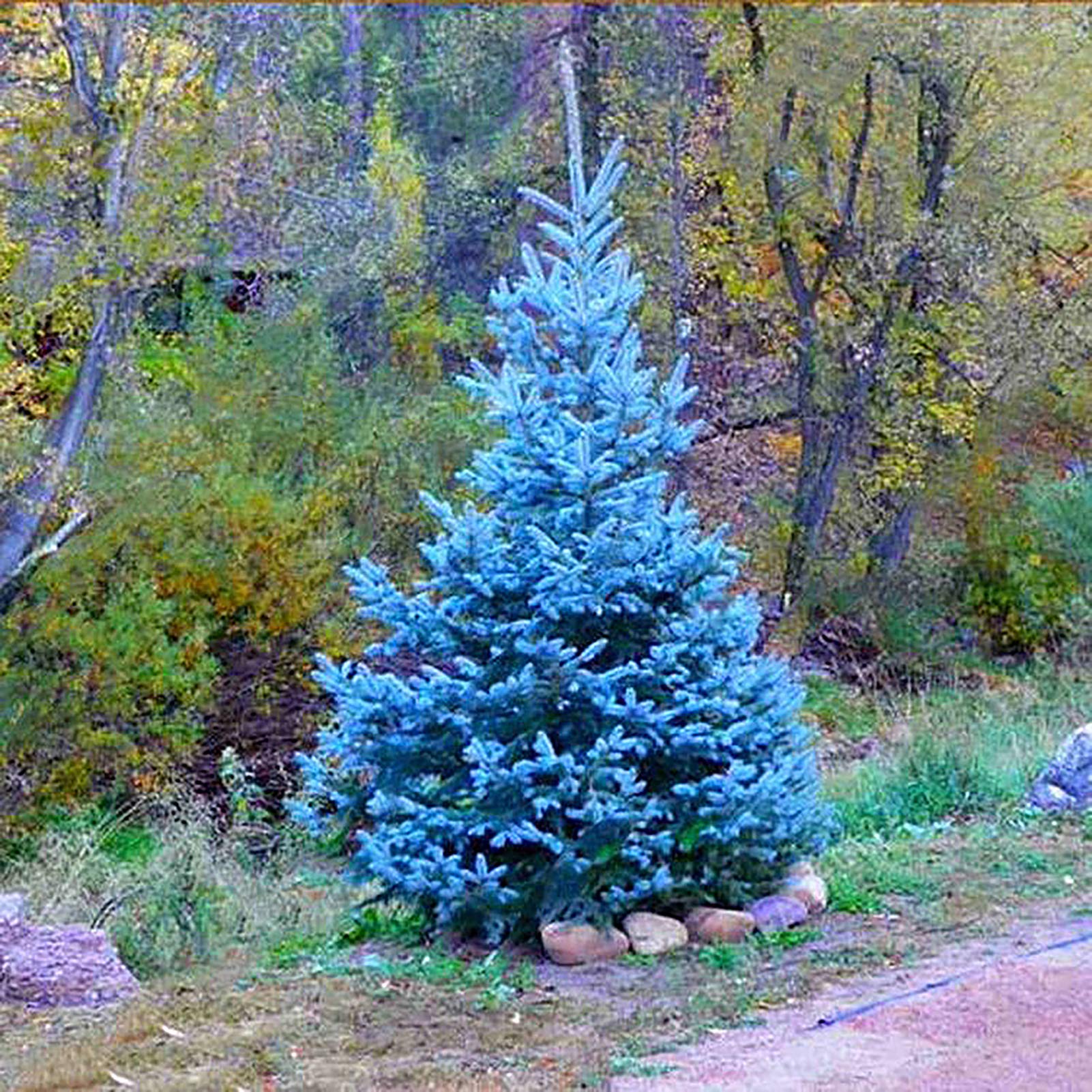 150 unids/bolsa Semillas de abeto azul, Picea Pungens Semillas Prolífico Crecimiento rápido Bonsai Jardín Semillas de abeto azul para el patio Azul