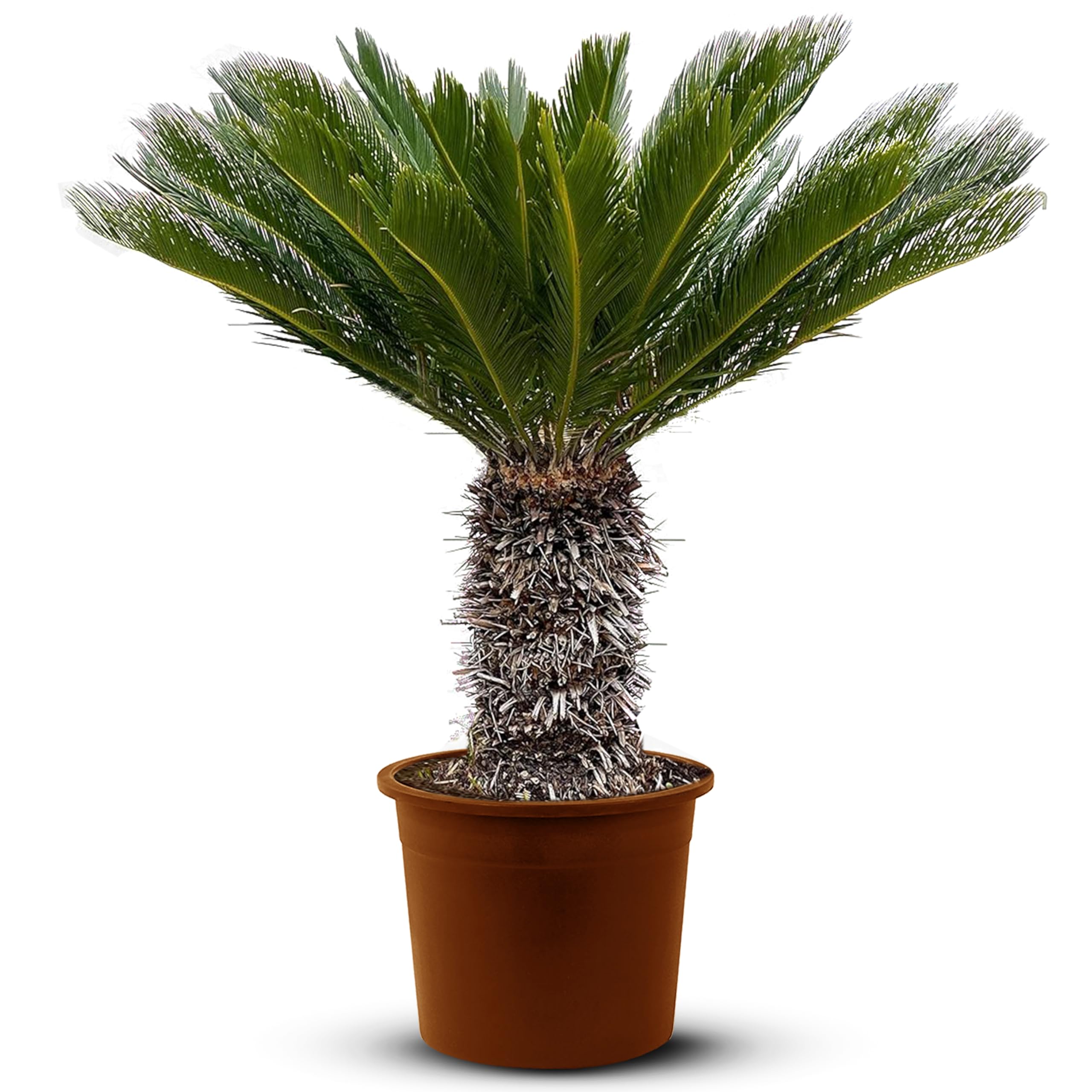 albo variegata Syngonium Albo Variegata  Foliage Dreams