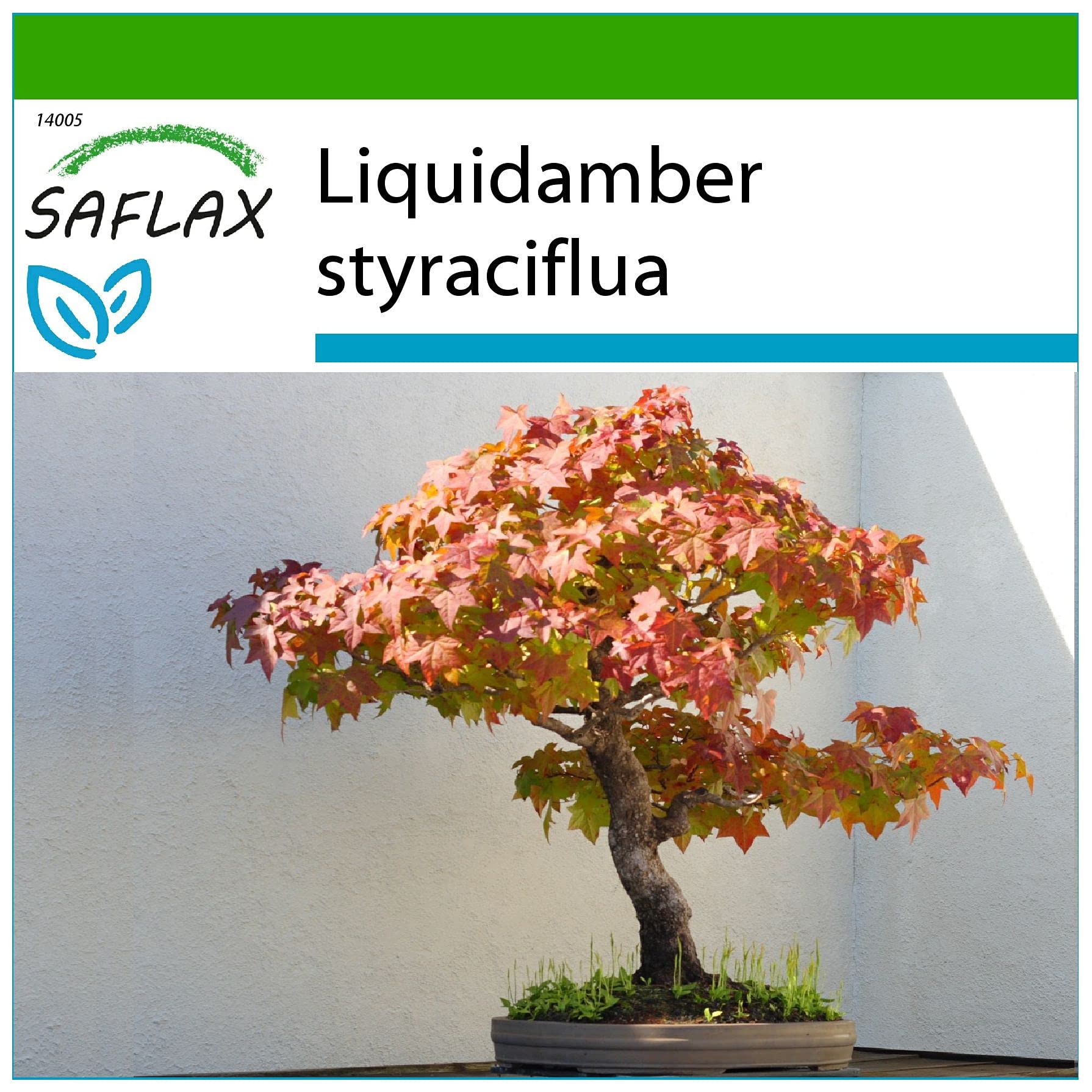 SAFLAX - Bonsai - Amerikanischer Amberbaum - 100 Samen - Mit keimfreiem  Anzuchtsubstrat - Liquidamber styraciflua : Amazon.de: Garten